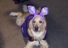 Easter Egg Hunt for Dogs