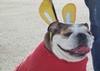 Easter Egg Hunt For Dogs & Their Families