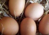 The London Poultry Show