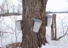 McLachlan's Maple Syrup & Pancake House