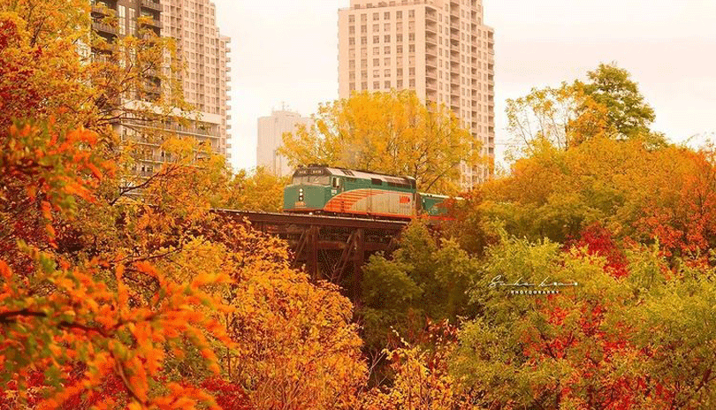 A train passing through London Ontario in the fall.