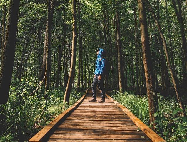 A male standing on a boardwalk looking up at tall trees at Sifton Bog Trail in London, London, Ontario, Canada