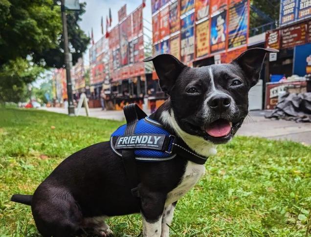 A dog in front of Ribfest vendors in London, Ontario.