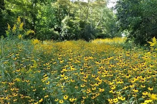 Outdoor Hiking Trails in London, Ontario – Kilally Meadows