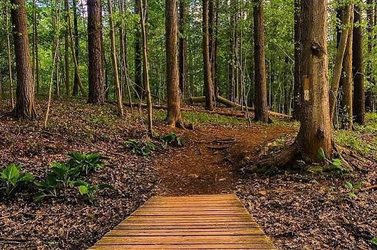 Outdoor Hiking Trails in London, Ontario – Kains Woods