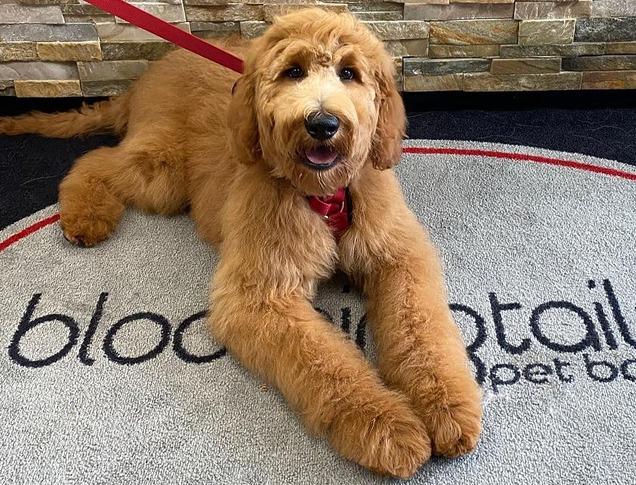 A dog resting on a floor mat from Bloomingtails Pet Boutique located in London, Ontario