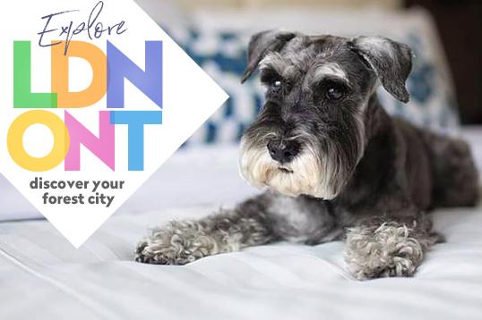 A Paw-fect Day in London, Ontario