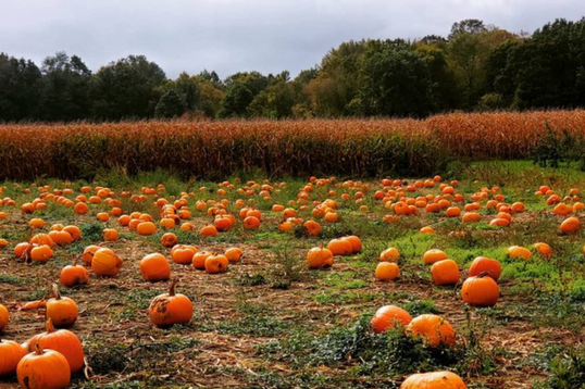 Fall Events in the Forest City
