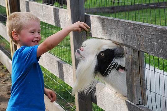 Family Farm Fun
