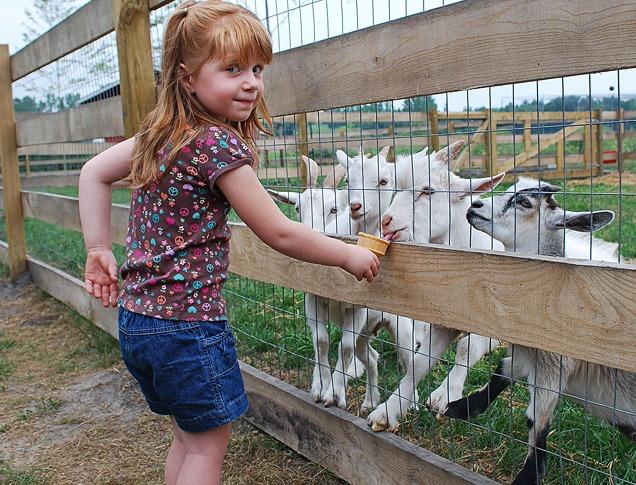 A young girl playfully feeding a goat on a farm through a gate at Kustermans Adventure Farms