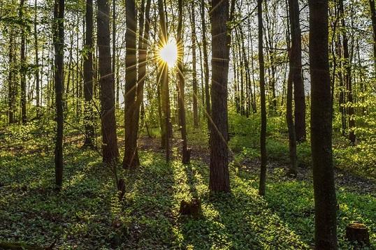 Outdoor Hiking Trails in London, Ontario – Lower Dingman