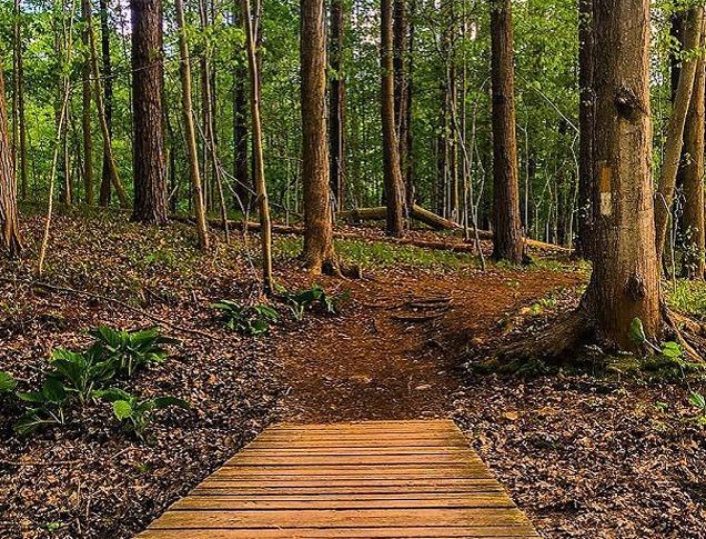 A wooded pathway leading to a trail surrounded by trees and foliage in Kains Woods