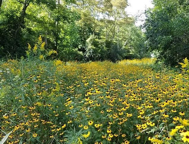 A field of wildflowers surrounded by trees found in Kilally Meadows