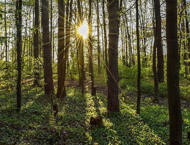 Sun light peering through trees on a hiking trail in Lower Dingman located in London, Ontario