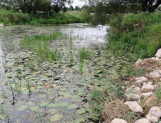 A pond with several Lilly pads located in Medway Valley Heritage Forest located in London, Ontario