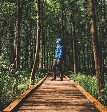 A male standing on a boardwalk looking up at tall trees at Sifton Bog Trail in London, London, Ontario, Canada