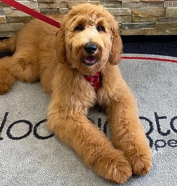 A dog resting on a floor mat from Bloomingtails Pet Boutique located in London, Ontario