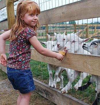 A young girl playfully feeding a goat on a farm through a gate at Kustermans Adventure Farms