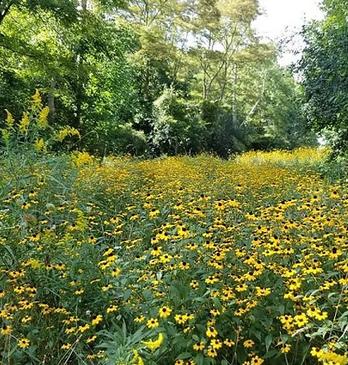 A field of wildflowers surrounded by trees found in Kilally Meadows