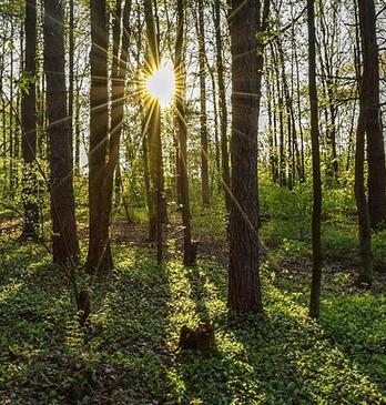 Sun light peering through trees on a hiking trail in Lower Dingman located in London, Ontario