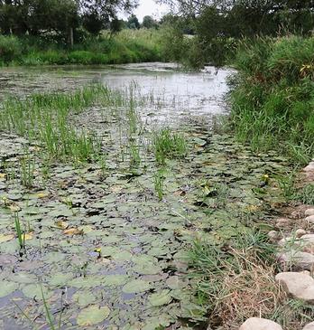 A pond with several Lilly pads located in Medway Valley Heritage Forest located in London, Ontario