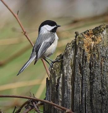 A Black-capped Chickadee bird resting at the stump of a tree in the Coves, London, Ontario