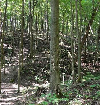 A path surrounded by trees in Warbler Woods located in London, Ontario