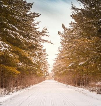 A snow covered, tree lined road