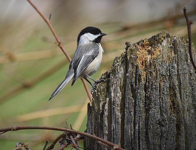 A Black-capped Chickadee bird resting at the stump of a tree in the Coves, London, Ontario