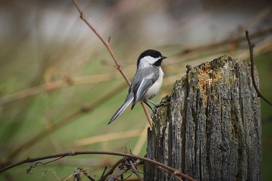 Outdoor Hiking Trails in London, Ontario – The Coves