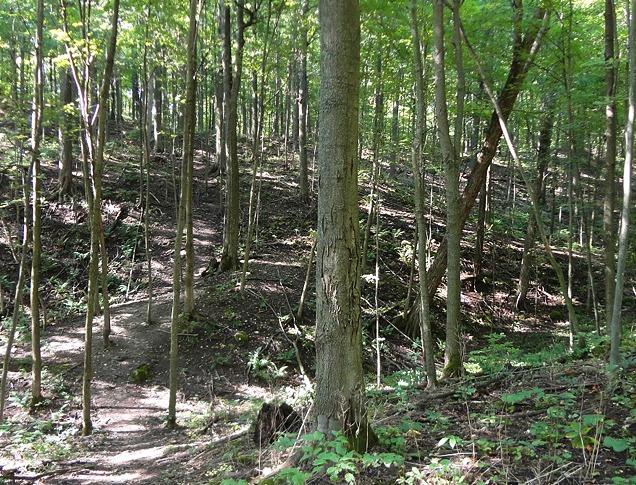 A path surrounded by trees in Warbler Woods located in London, Ontario