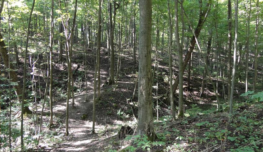 Outdoor Hiking Trails in London, Ontario – Warbler Woods