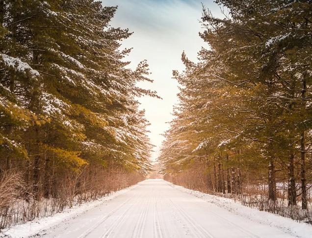 A snow covered, tree lined road