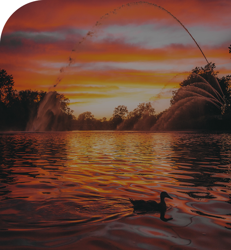 duck swimming in thames river at sunset