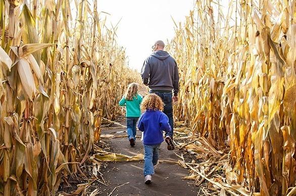 A father and his two children walking through a corn maze in the fall