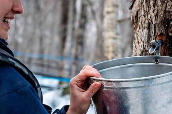 A female holding a metal bucket extracting maple syrup from a tree
