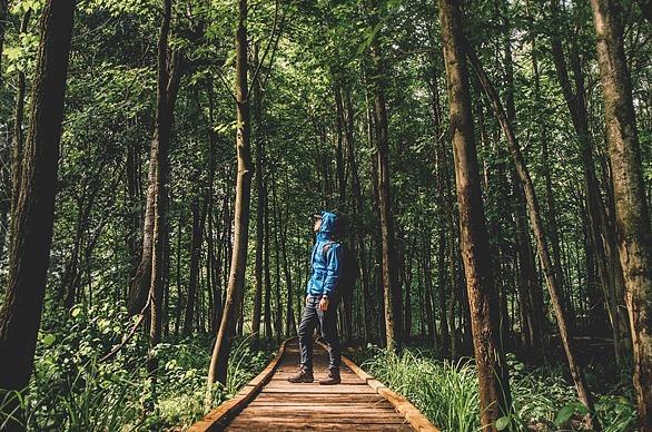 A person standing in the middle of a wooden path surrounded by trees in Sifton Bog, located in London, Ontario