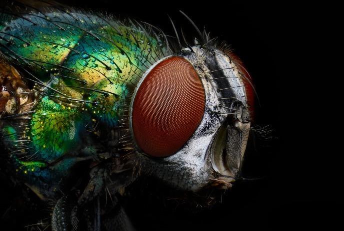 Close-up of a fly with iridescent green and blue body, large red compound eyes, and fine hairs.