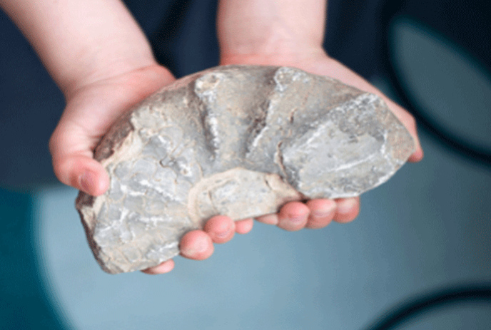 Child's hands holding rock with fossils in it.