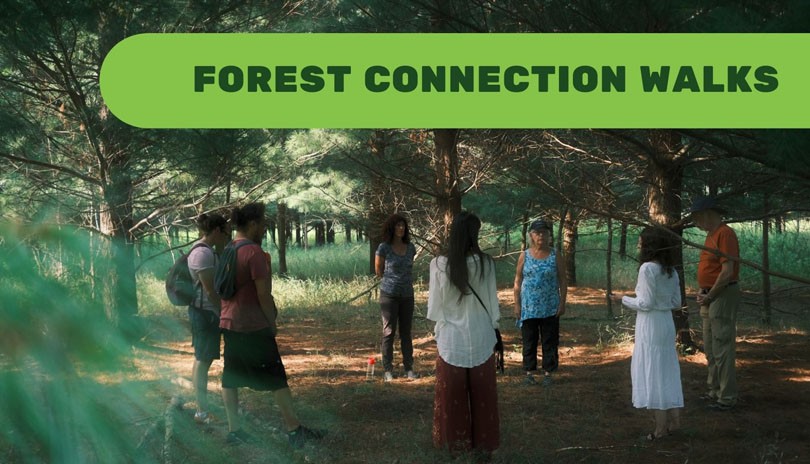 Forest Connection Walks – Ground, Connect & Restore - August 28
