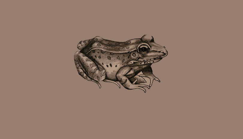 Pen & Pencil Drawing Art Class - Frog