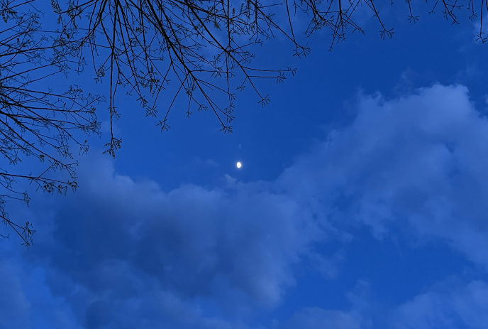 A cloudy night blue sky with tree stems and the moon in the background.
