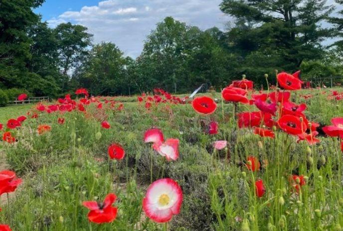 A field of red poppies under a partly cloudy sky, surrounded by lush green trees and vegetation.