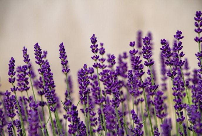 Vivid purple lavender flowers in full bloom, with green stems, set against a blurred beige background.