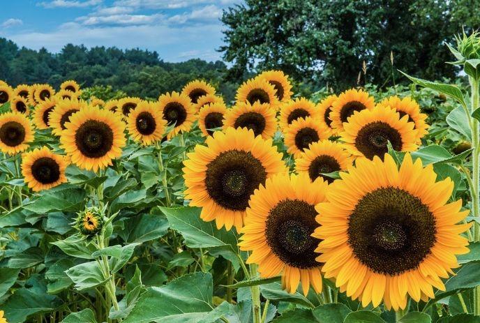 Sunflowers in a farm with trees and blue skies in the background.