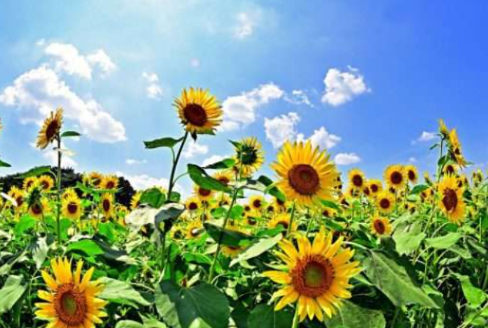 Yellow sunflowers on a bright sunny day, with blue sky in the background.