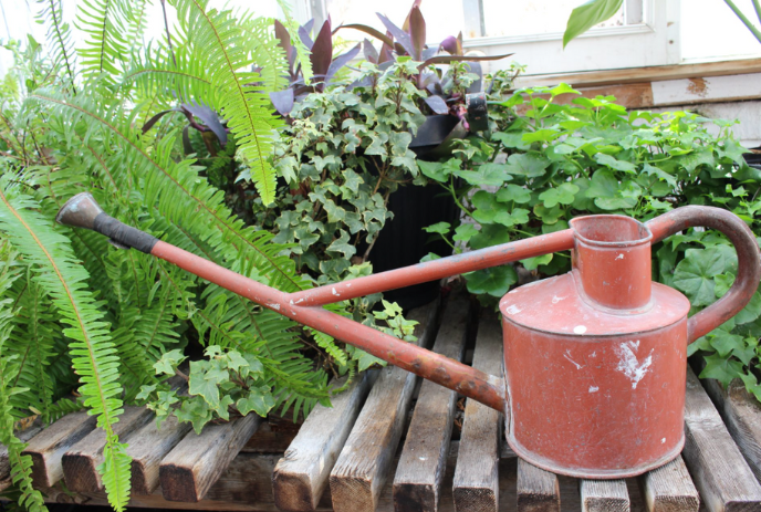 A red watering can in front of green plants on a wooden platform.