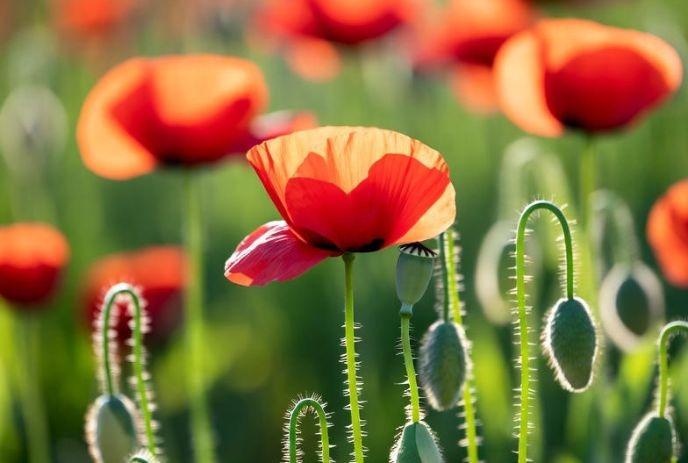 Poppies in a field on a sunny day.