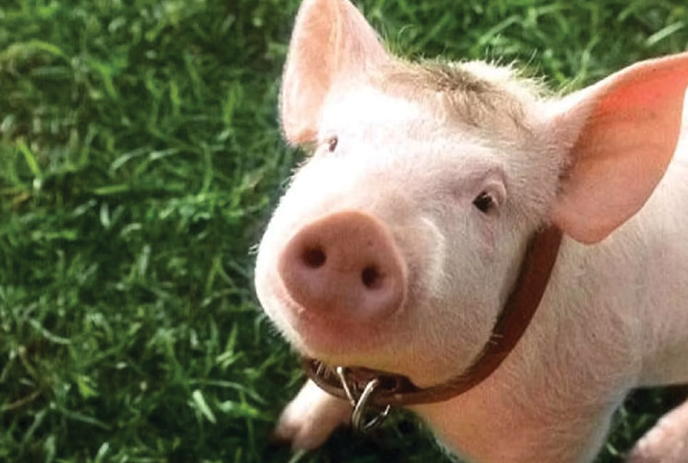 A pig with a collar looking up at the cameral