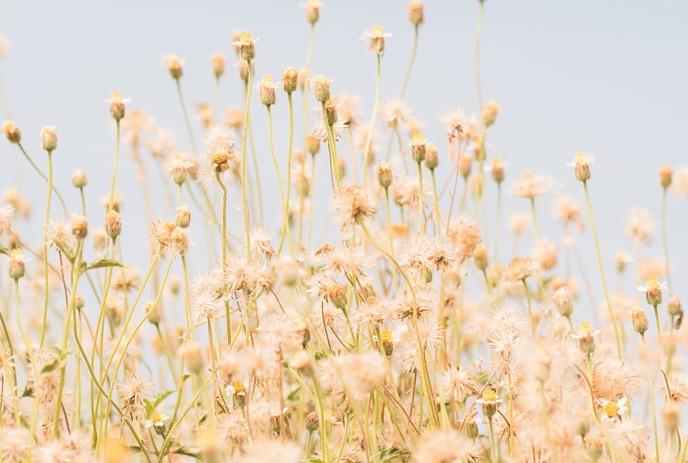 Tall, thin stems with fluffy white seed heads sway against a soft pale blue sky.